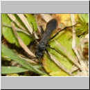 Anoplius viaticus - Wegwespe m001i 8mm - Sandgrube Niedringhaussee-det.jpg